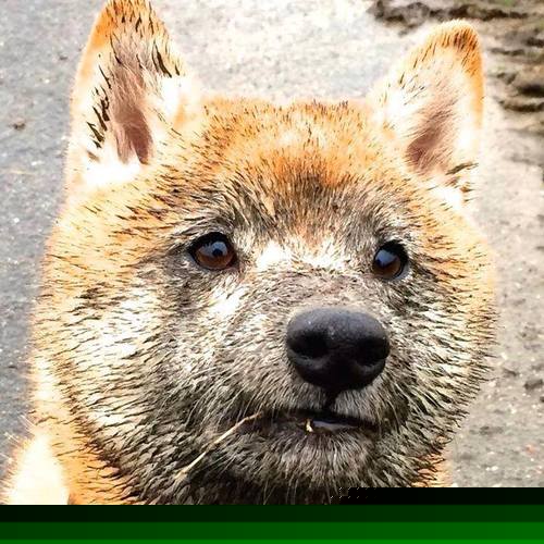 中超边后卫助攻占比变化,中超后卫外援有哪些