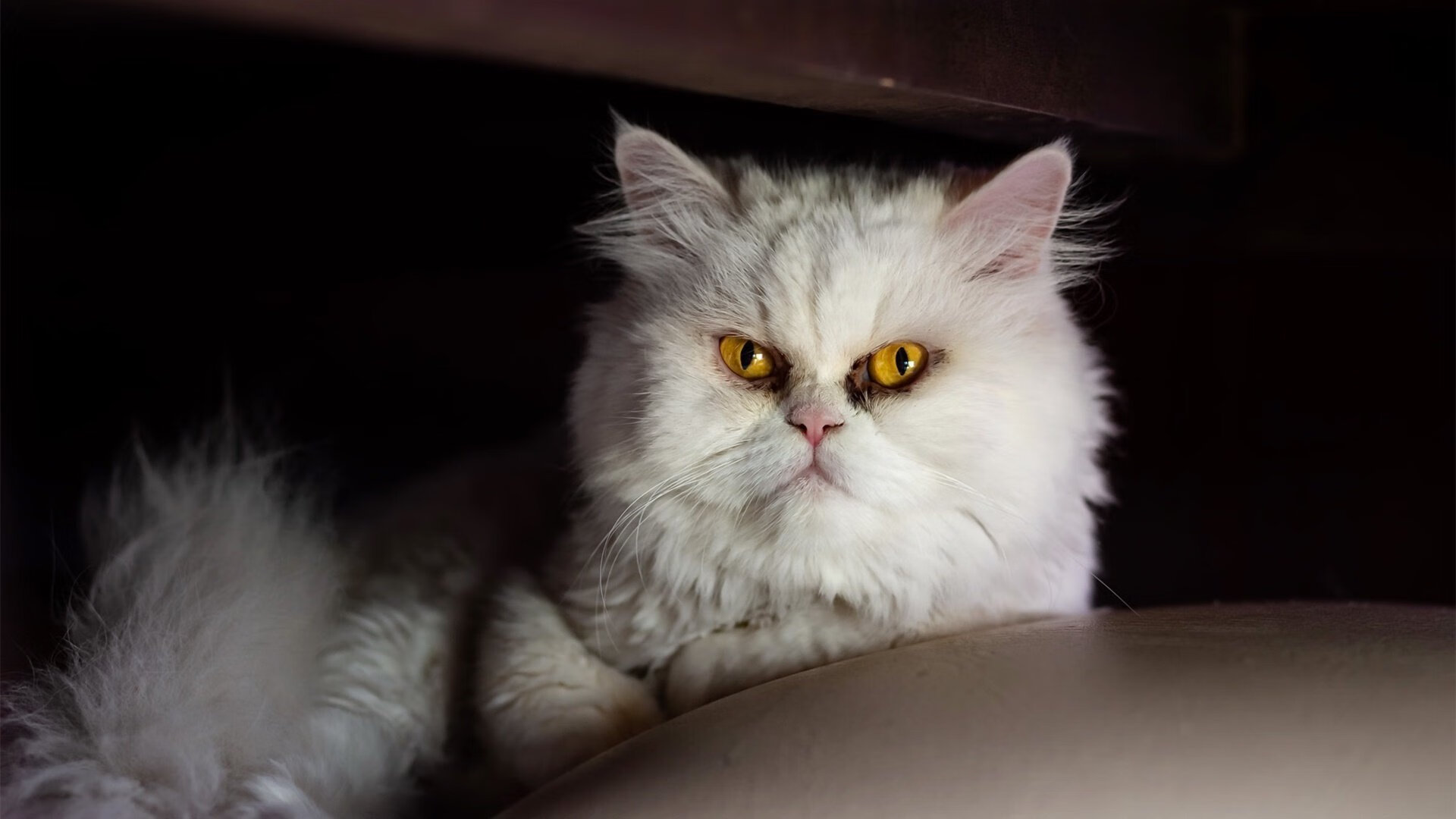 乐鱼体育登陆-“高新体育中心：举重选手突破极限，赛场上演壮丽的力量之战”