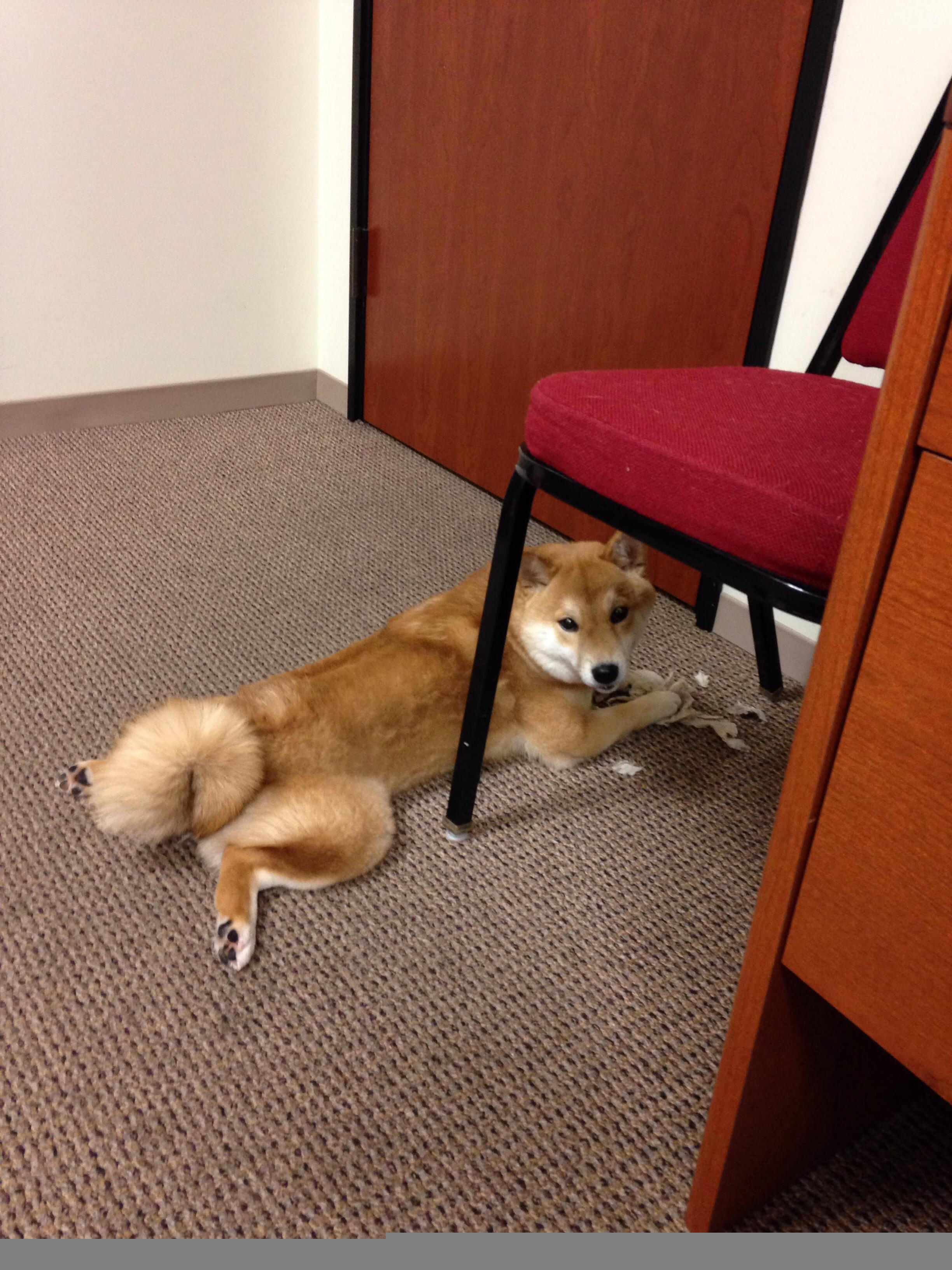 “高新体育中心:举重选手突破极限,赛场上演壮丽的力量之战”