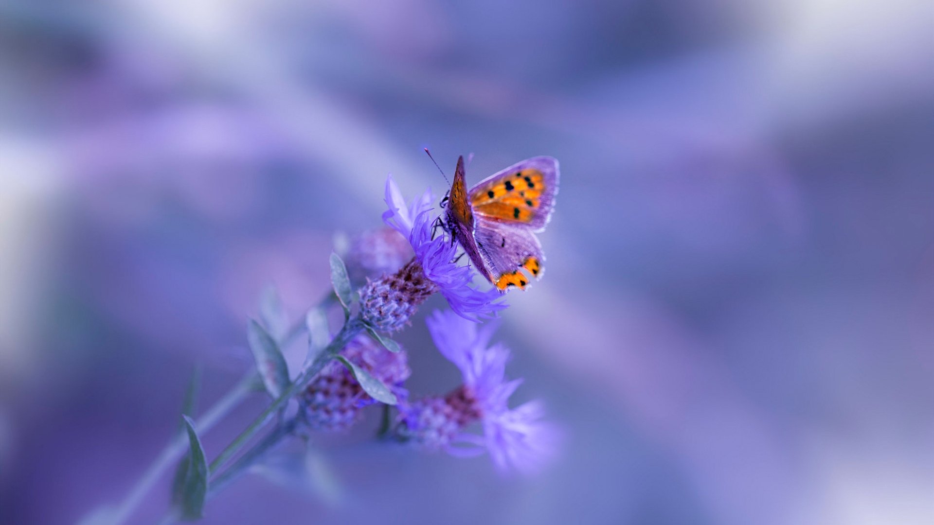 中国女篮核心球员表现抢眼 引领球队节奏,中国女篮人物介绍