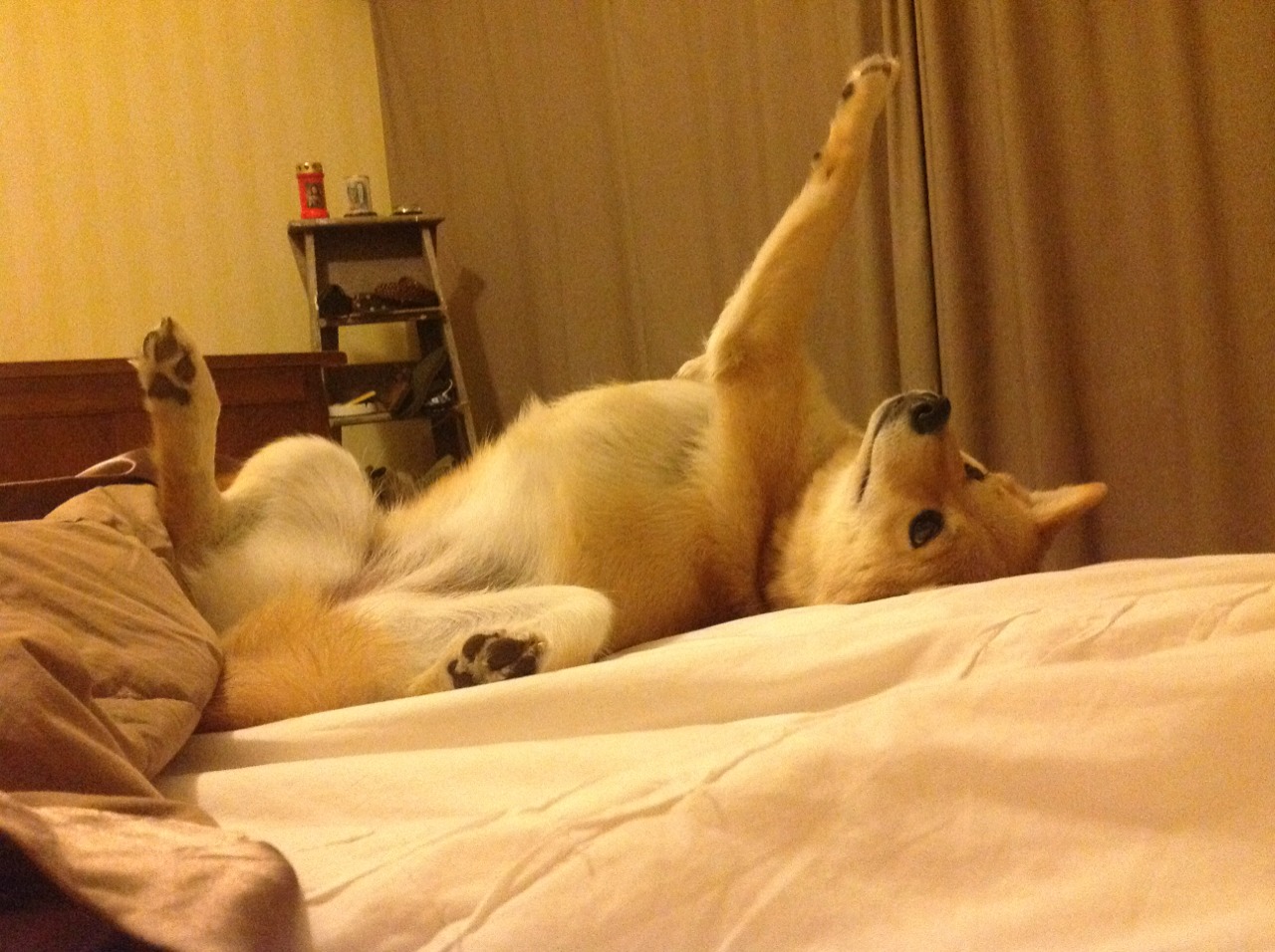 体育医疗培训班开放专业认证考试平台,体育医疗专业就业前景