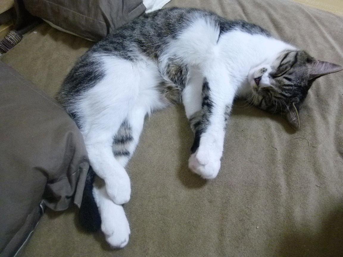 女子200蝶滑行段技术分析,女子200米碟泳世界纪录