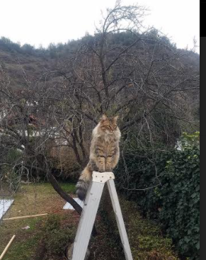 本菲卡配合流畅，几乎掌控比赛，本菲卡出品