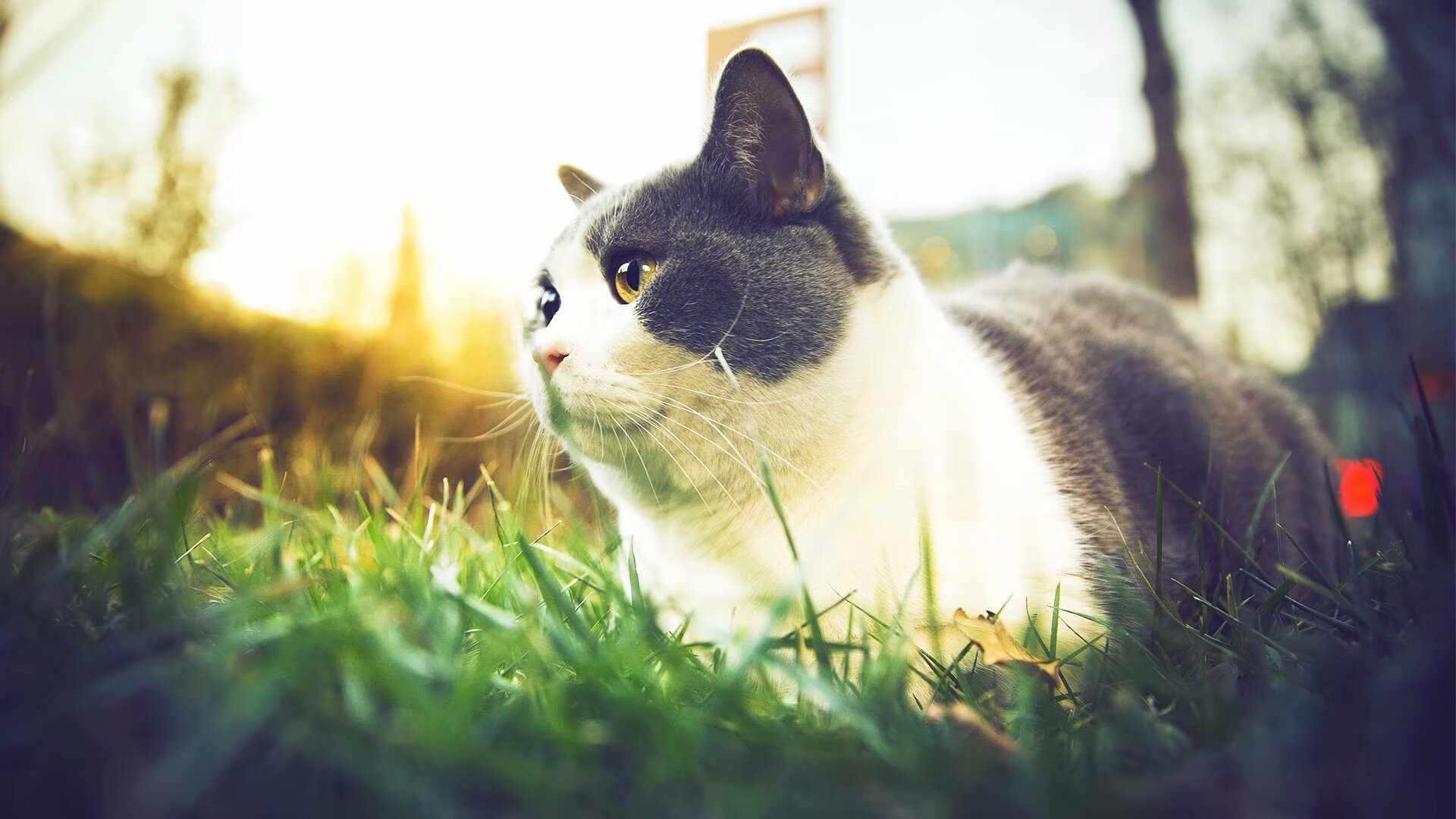 乐鱼体育官网-“胡利安·门德斯的全能能力，帮助美洲狮队攻占更高峰”