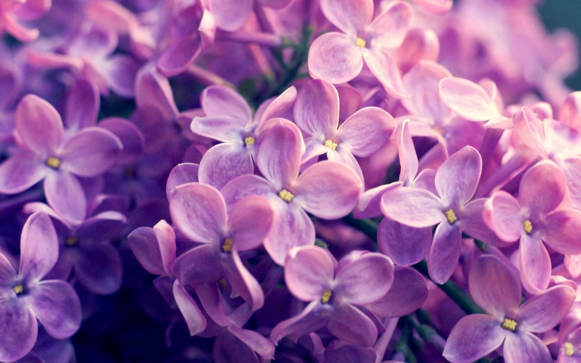 史密斯200米蝶泳决赛精准发力夺冠,史密斯200米蝶泳决赛精准发力夺冠了吗