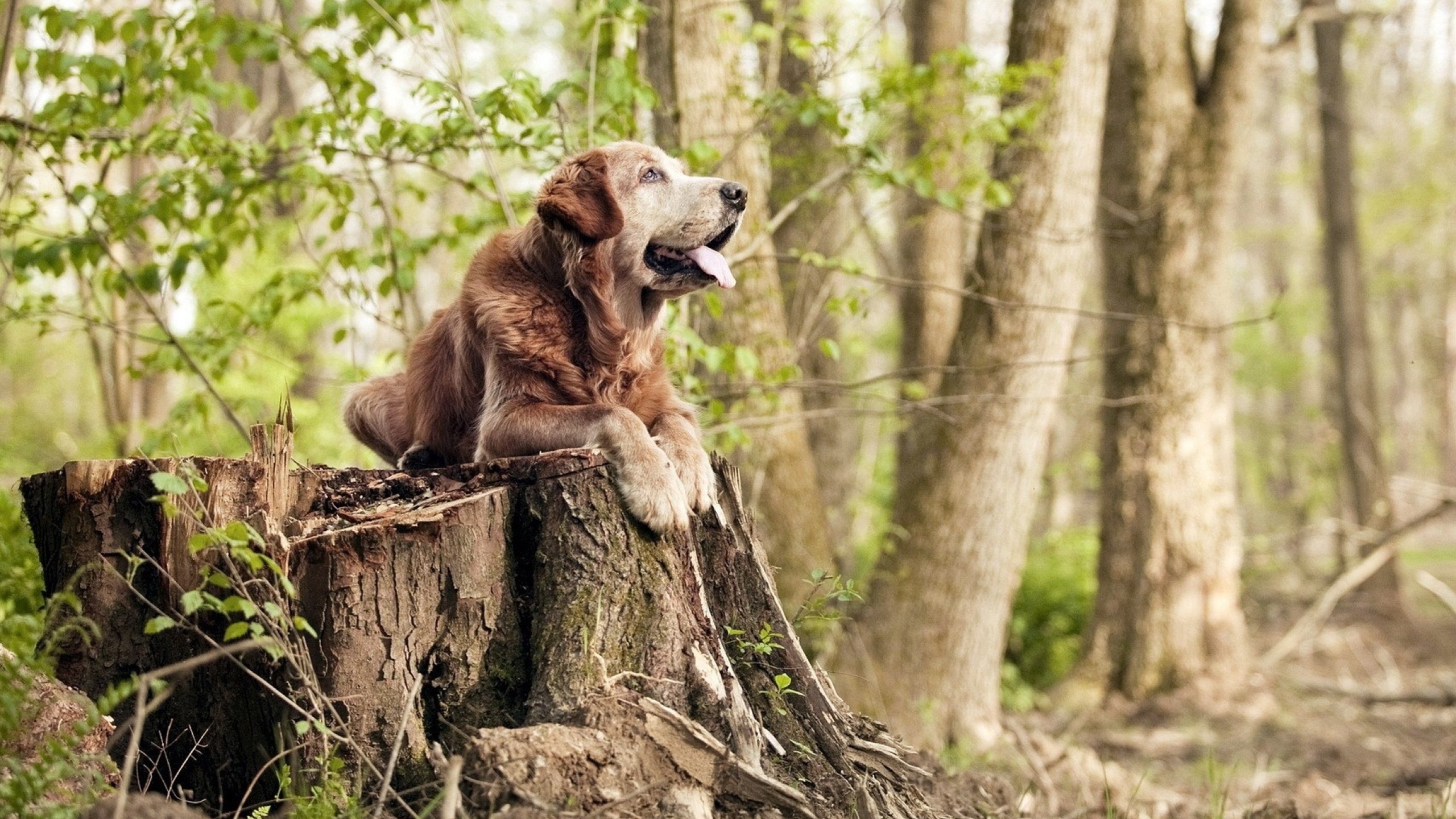 尼克斯替补席得分破四十分支撑全场,尼克斯队主场