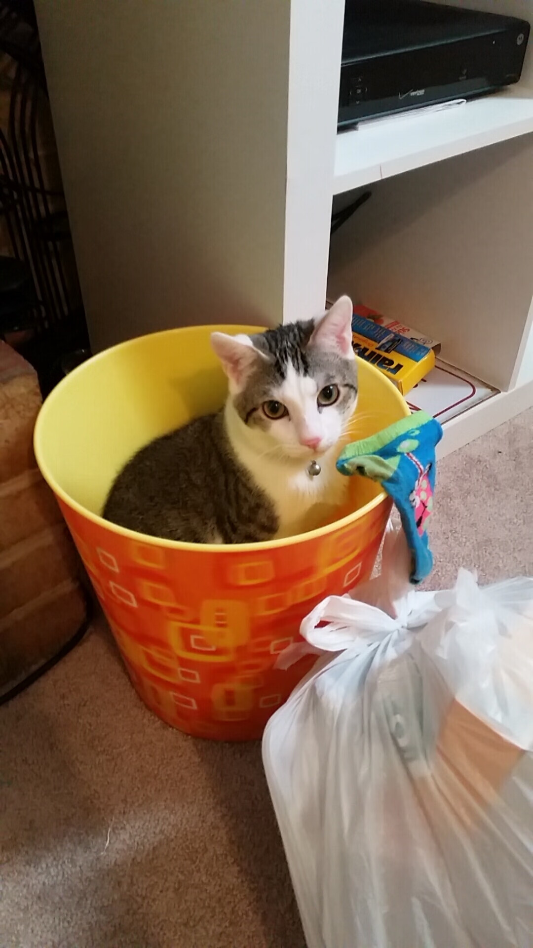 张伟丽完成绝杀格斗冠军赛,张伟丽完成绝杀格斗冠军赛了吗